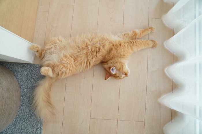お腹を見せる猫