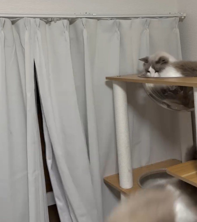 落下する猫とタワーから見つめる猫