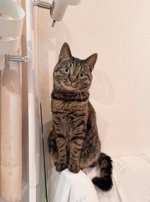 キジトラ猫のアテチちゃん