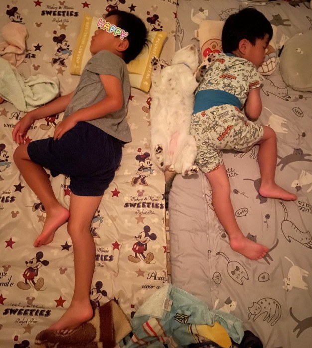 川の字で眠る兄弟と猫