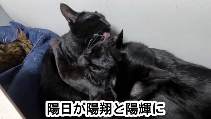 舐める猫