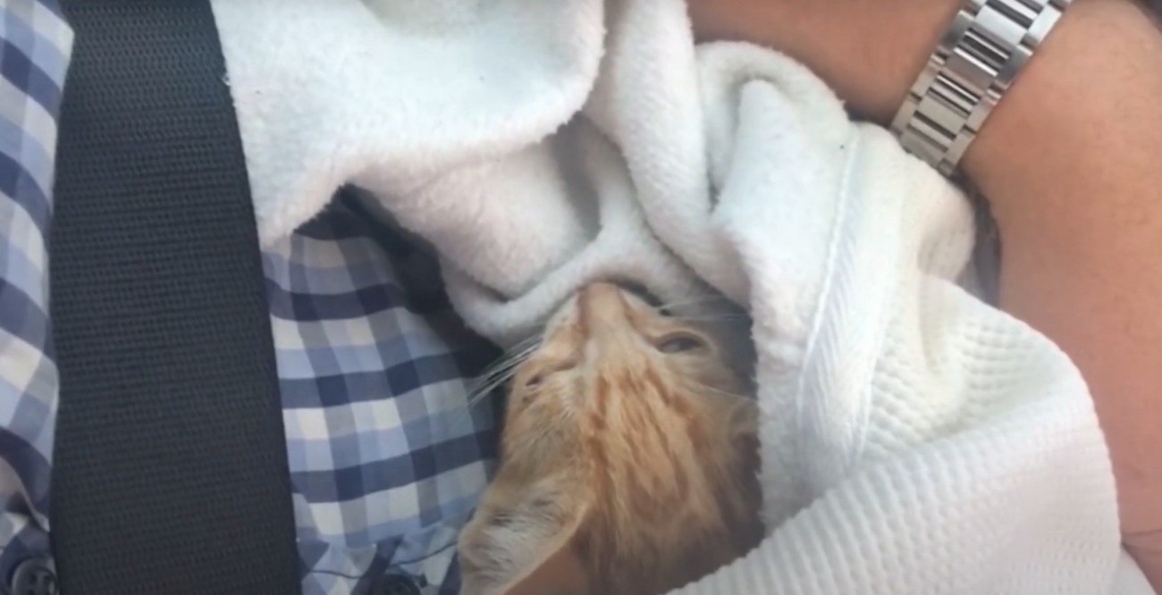 抱っこされた猫