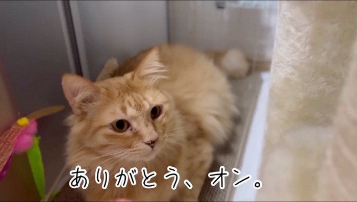 飼い主を見つめる猫