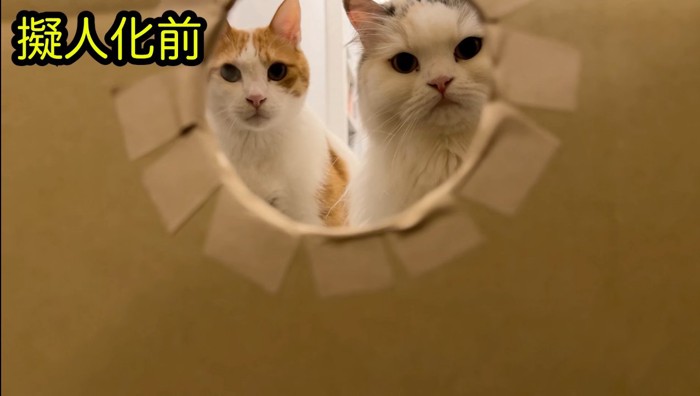 穴から覗くつくしちゃんとうに師匠