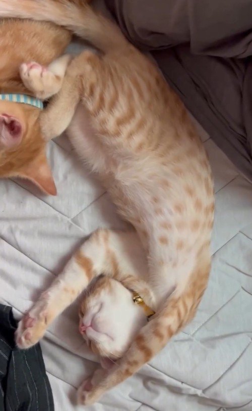 ヘソ天で眠るもう1匹の猫