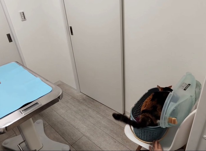 キャリーに入る猫