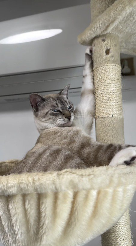 キャットタワーに左腕をかけてくつろぐ猫