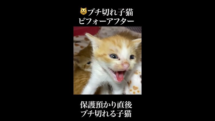 斜めにシャー