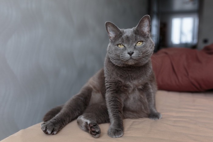 足を投げ出して座る猫