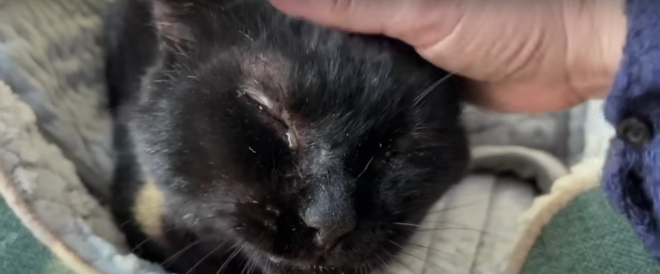 ベッドの上の猫