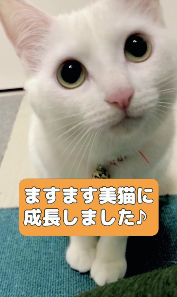 成長した白猫