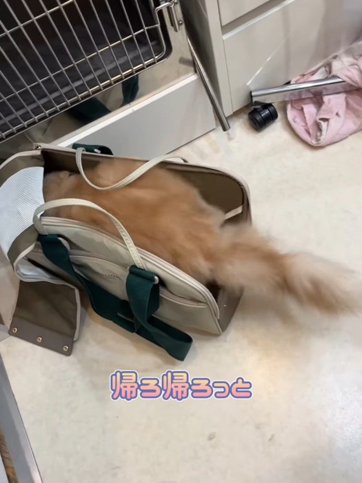 キャリーに入る猫