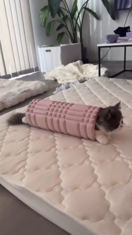 フォームローラーの中に入って顔をしっぽを出している猫
