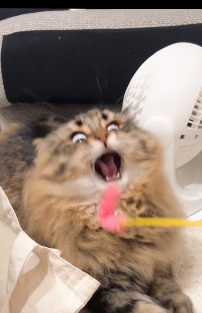 猫じゃらしで遊ぶ猫