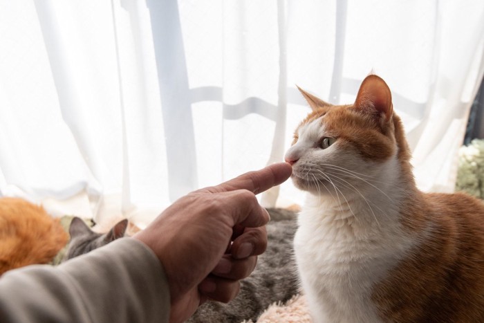 猫と飼い主の手