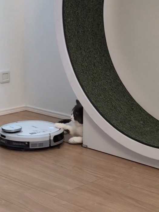 ロボット掃除機を片手で止める猫