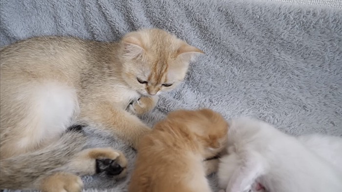 最後まで優しく子猫に寄り添う猫(俯き気味)