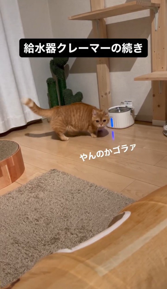 向きを変える猫