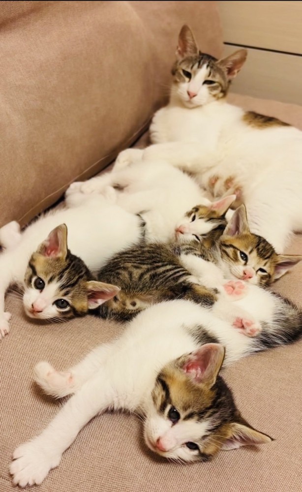 ソファでくつろぐ母猫と4匹の子猫