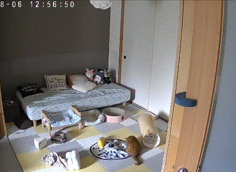 おもちゃの前に座る猫