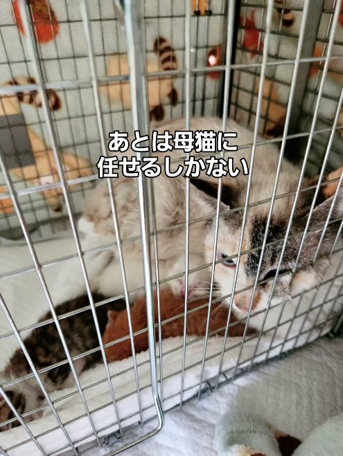 ケージの中で子猫と一緒にいる母猫