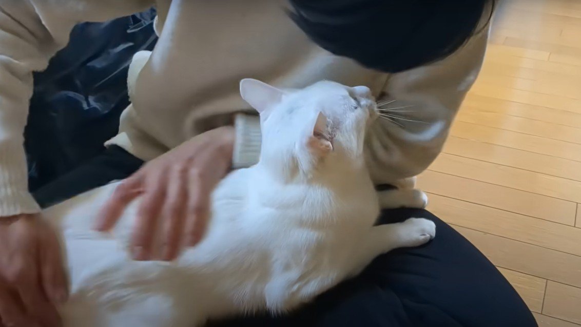 背中をなでられている白猫