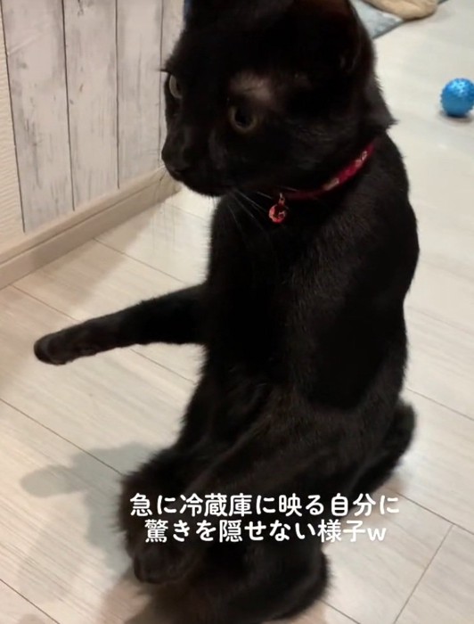 驚いて立ち上がる猫