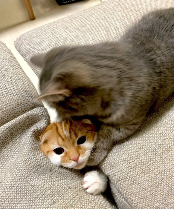生えている猫を捕まえる