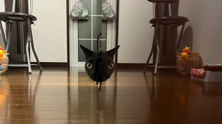 鏡に映る猫