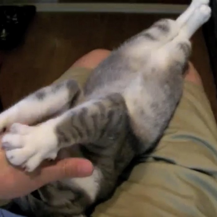 飼い主さんに手を伸ばす猫の写真