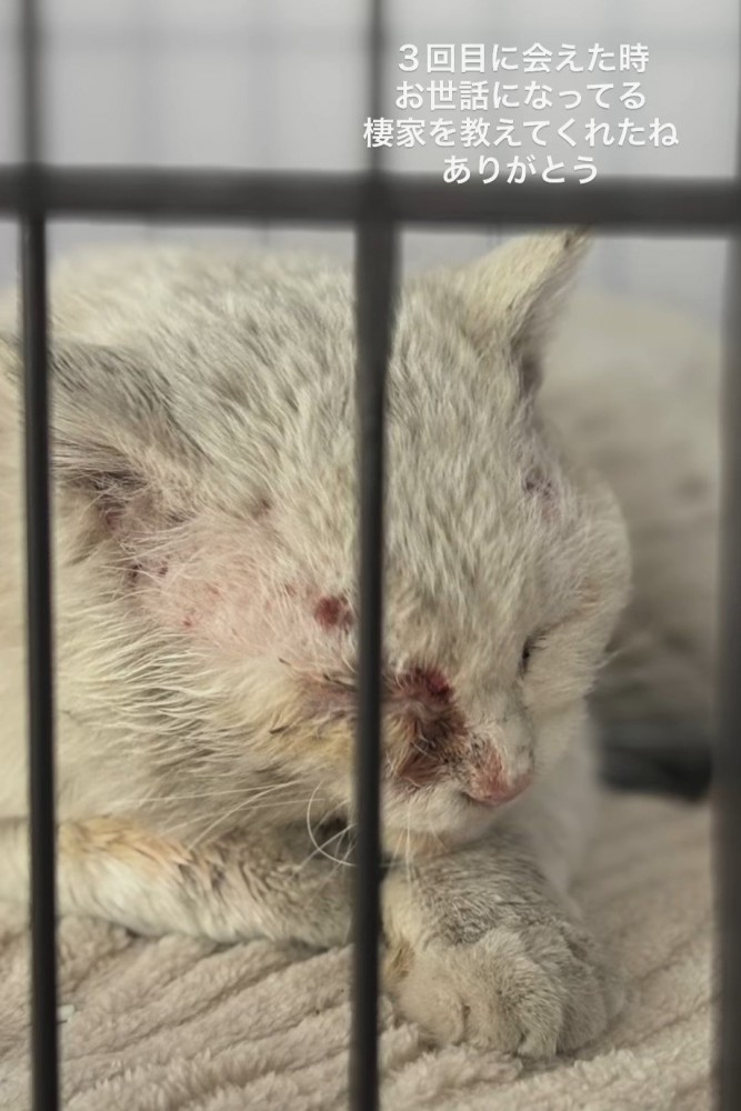 ケージの中にいるけがをした猫