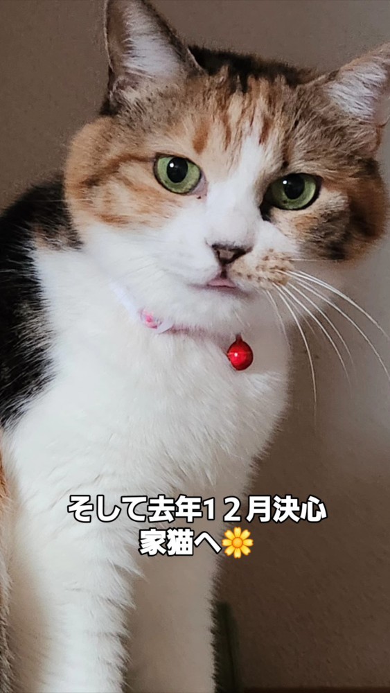 舌を出している猫