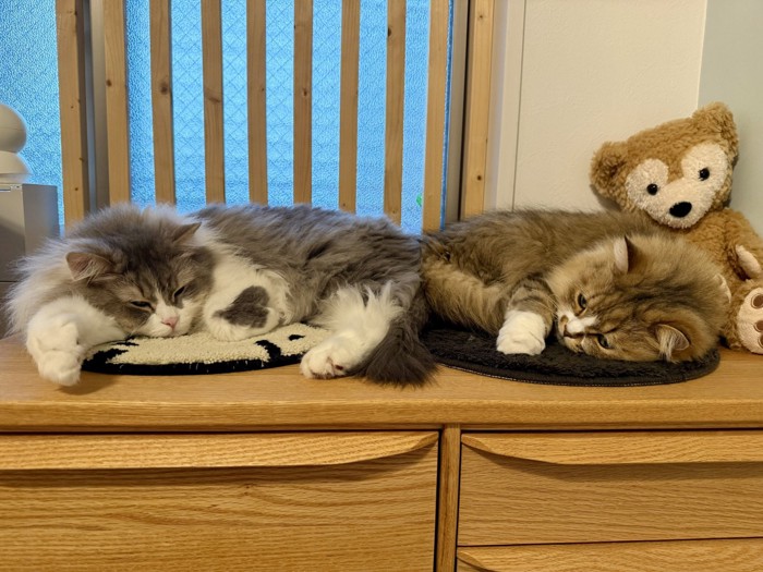 寝転がる猫