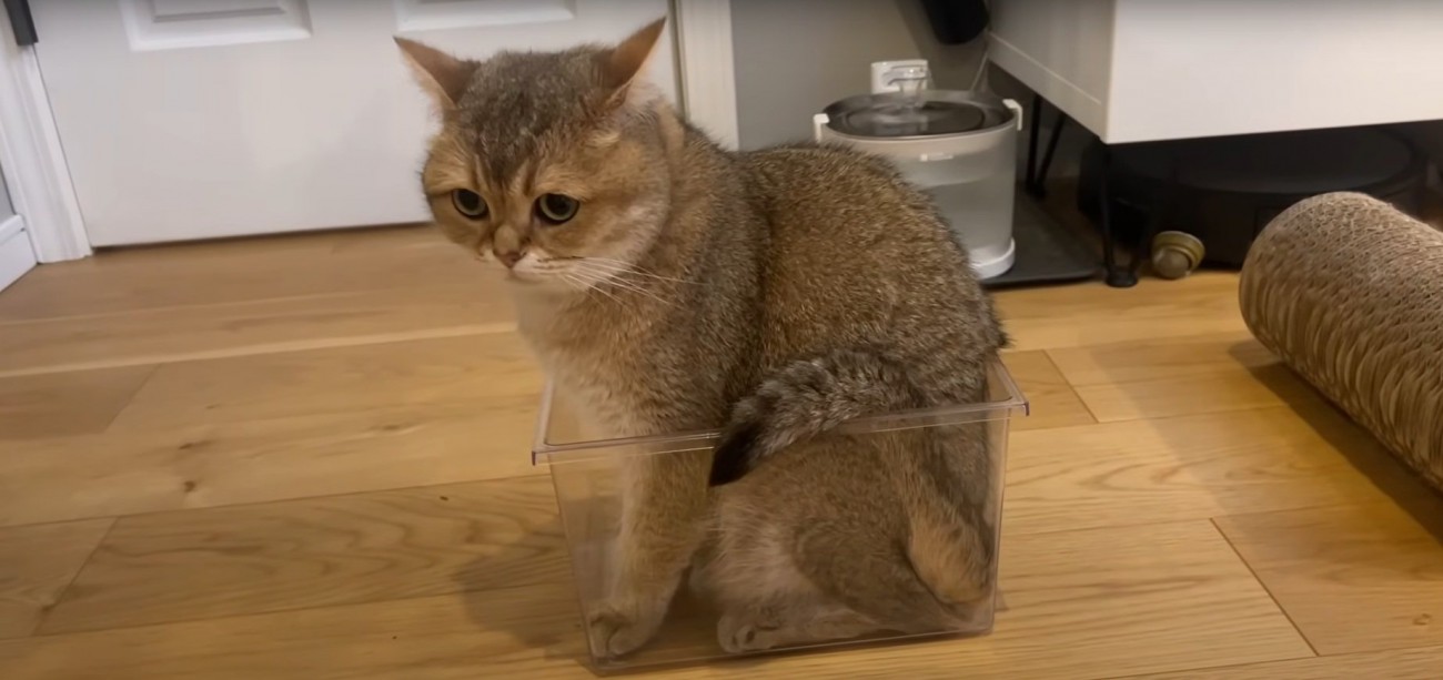 虫かごに入る猫