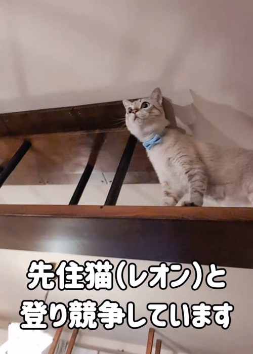 キャットウォークで立っている猫