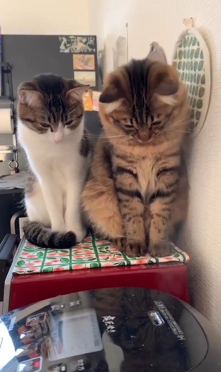 炊飯器を見つめる2匹の猫