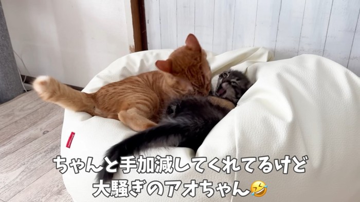 じゃれ合う2匹の猫