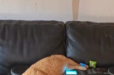 ソファで寝る猫の背中