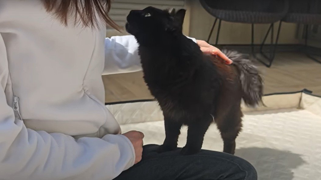 人間に甘える黒猫