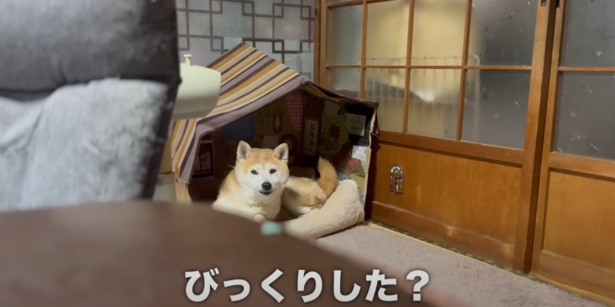 ハウスの中に柴犬