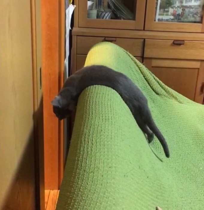 ソファの上の猫