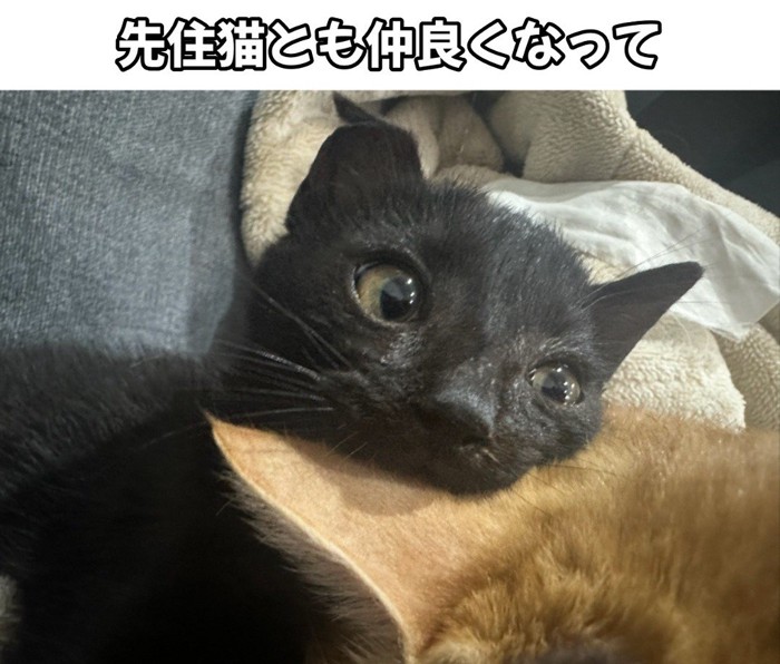 茶色の猫にくっつく黒猫