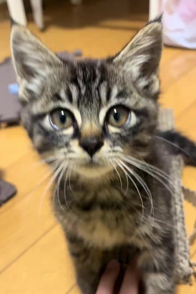 カメラを見る子猫