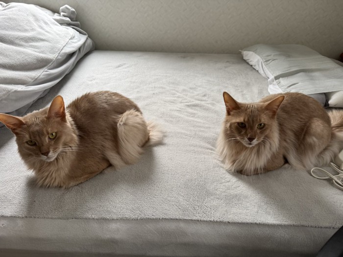 ベッドでくつろぐ2匹の猫