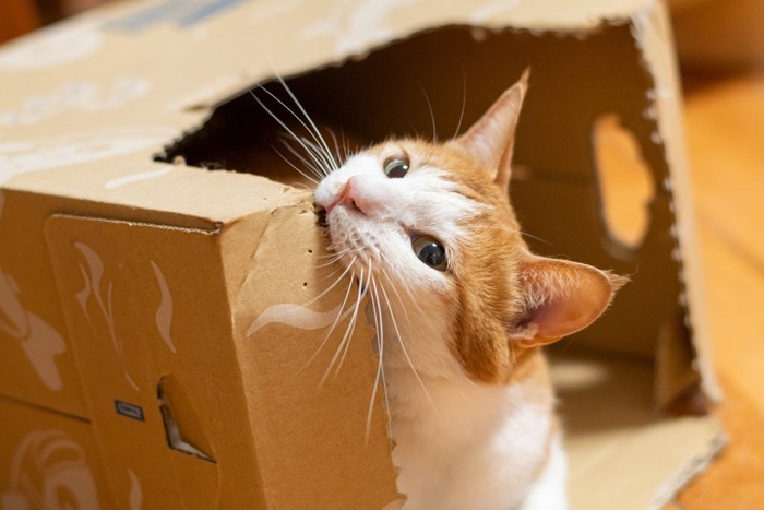 段ボールに噛みつく猫