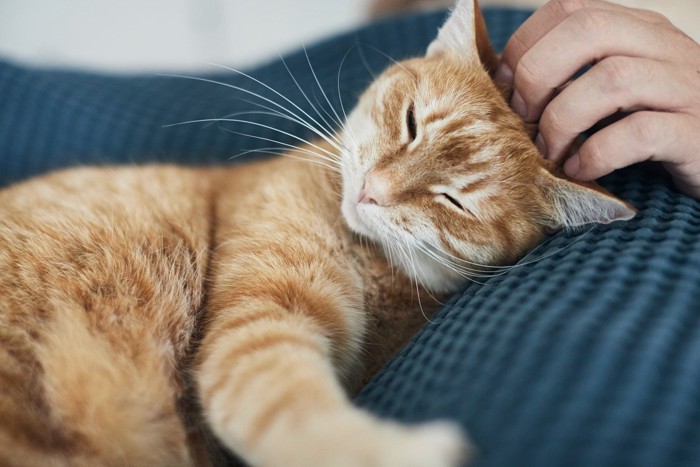 男性の膝でリラックスする茶トラ猫