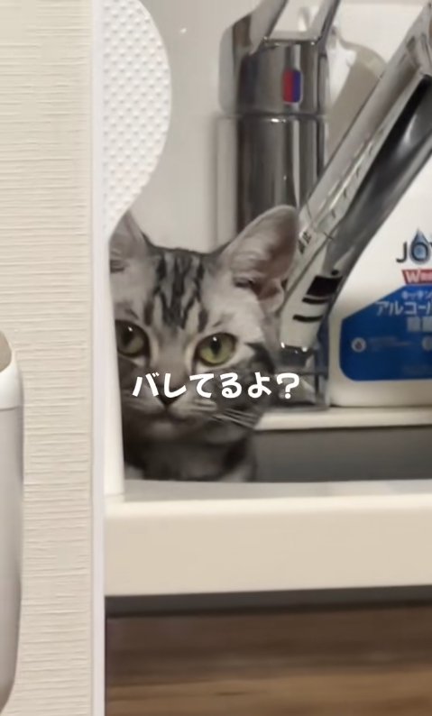 壁の影に隠れている猫