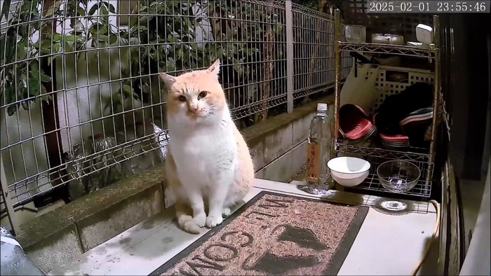 座ってカメラ目線の猫