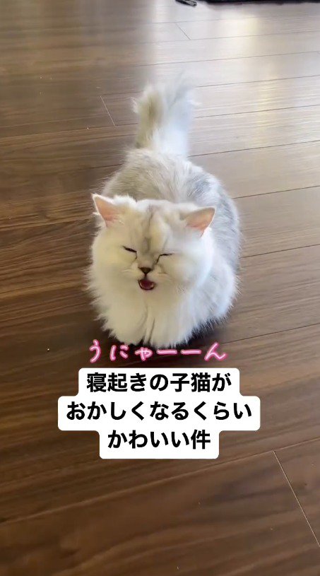 目を細めながら鳴き声を上げる子猫