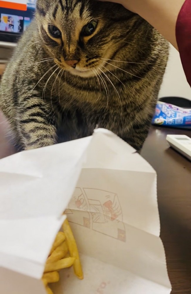 ポテトを狙って飼い主に頭を抑えられる猫